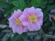 Woods' rose(Rosa woodsii)